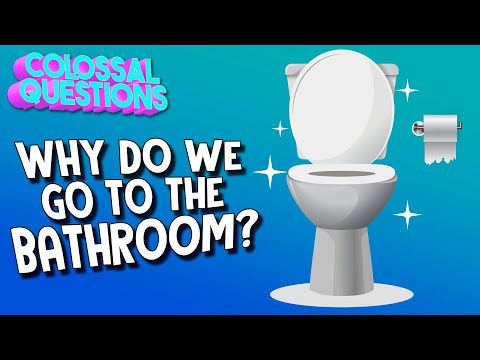 Why Do We Go To The Bathroom? | COLOSSAL QUESTIONS