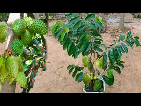 Great Technique For Grafting Sweetsop Tree With Banana, how to growsweetsop tree has a lot of fruits