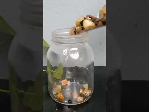 Grow Design Coin Plant in water.