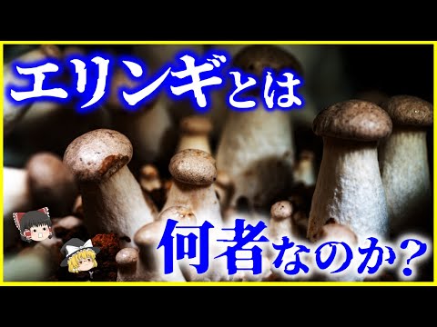 【ゆっくり解説】日本には自生していないキノコ…「エリンギ」とは何者なのか？を解説/どうやって人工栽培してる？