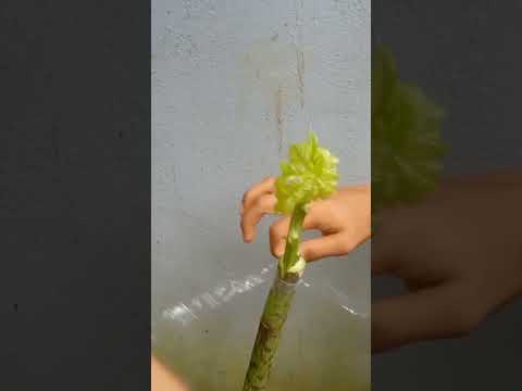 Bonsai papaya #shortvideo#shorts#trending#youtubeshorts