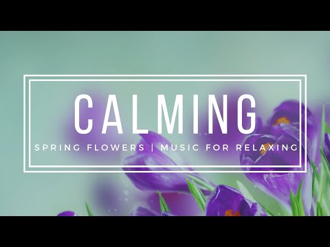 Spring Flowers Calming Music for Study and Deep Focus 🌺 - 3 Hours Blooming Flowers HD