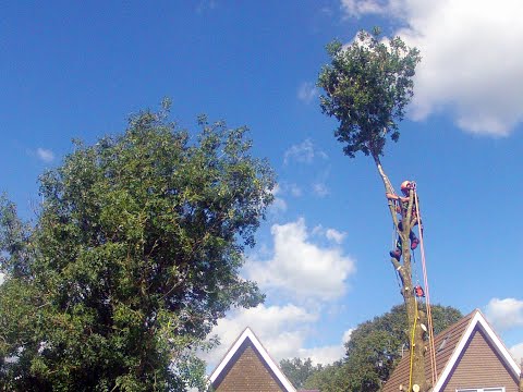 Time Lapse Felling of an Oak Tree Above Greenhouse