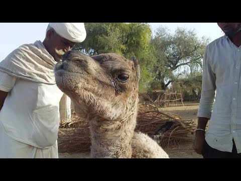 Cute Indian camel