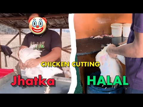 JHATKA VS HALAL CHICKEN 🐓 | Chicken Cutting | Live Chicken Cutting Skills | Siraj Chicken |