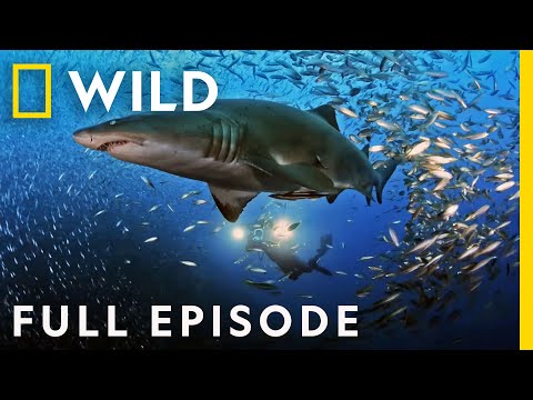 United Sharks of America (Full Episode) | Nat Geo Wild