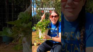 Growing Strawberries #fruitgarden #growingfruitsincontainers #growingfruit #containergarden