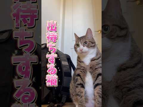 大好きな次男の部屋の前で…#cats #short#球太