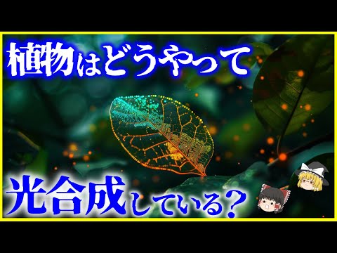 【ゆっくり解説】100年の謎がついに解明⁉️植物はどのようにして「光合成」しているのか？を解説/日本が世界に先駆ける人工光合成技術とは