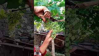 Angur ka paudha #graftingplants #shorts #grafting #fruit #farming #plantgrafting #facts #graps