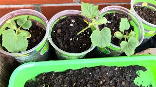 Chaos Gardening! #garden #gardening #nature #seeds #growingfruitsincontainers #sunflowers