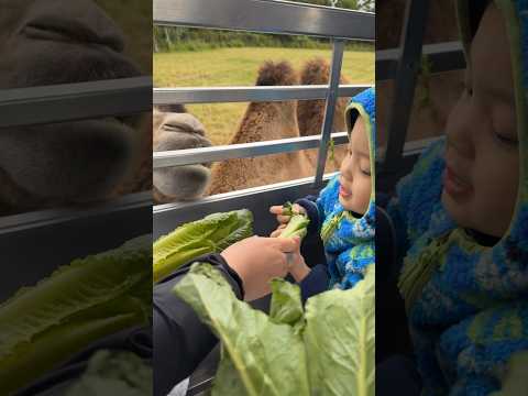 We went to Parc Safari in Canada! @ParcSafariTv #canada #familyactivities #parcsafari #babybbbb