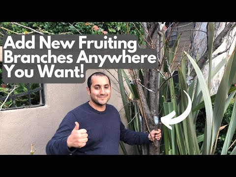 How to Create New Branches on Your Tree With Grafting!