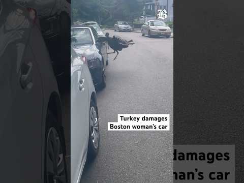 Only in Boston: Woman's car gets TurKEYed