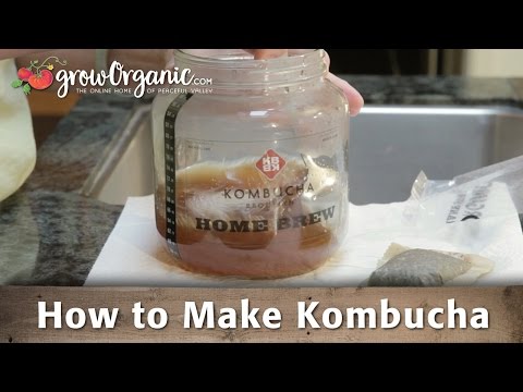 How to Make Your Own Kombucha At Home