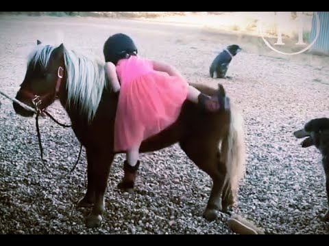 Adorable cute girl wanna ride baby horse 🐎