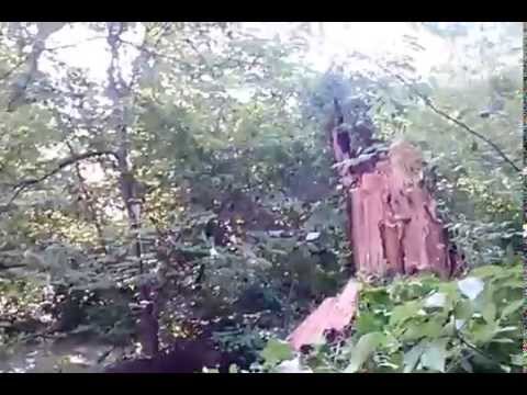 Tree Hit Our House 7-21-2015 (2)