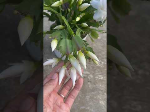 White Christmas cactus flowers