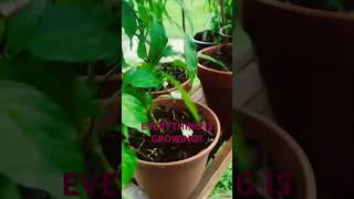 Everything looksgood 👍🏾 🌶️🍅🔥🫡 #growinflavsfire #hotpeppers #garden #growingfruitsincontainers