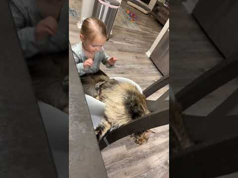 Toddler and Cat Have Funny Playdate