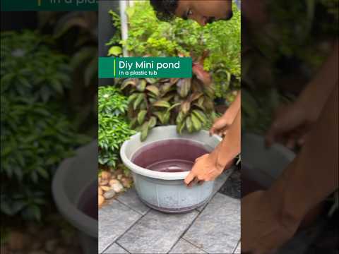 #diy Mini pond in plastic tub #ytshorts  #pond #guppy