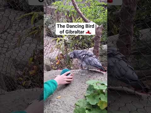 The DANCING BIRD of Gibraltar #shorts #gibraltar #funny #funnyshorts