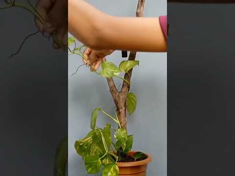 Money plant Makeover; Growing Giant Leaves and Adding Wooden Support.#shorts