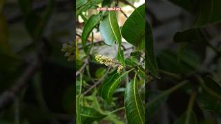 Airlayer mango tree flower #kerala #grafting #airlayer #mangotrees #exoticplant #australia #trending