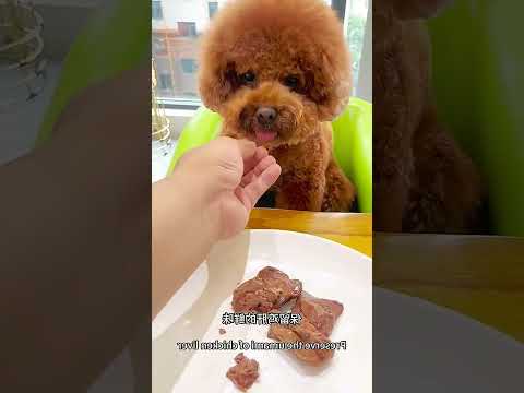 Mao's Favorite Treat: Chicken Liver Delights! #TeddyMeetsFoodCravings #PetMagicAwakens