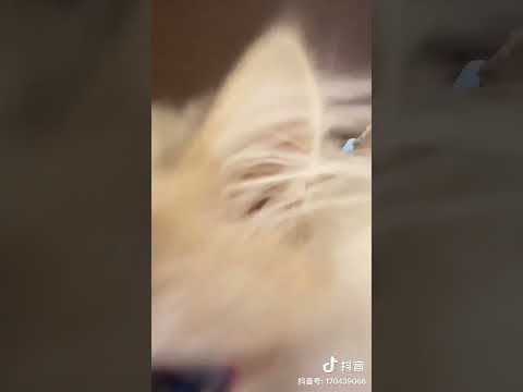 #douyin #抖音 #可爱 #cat #tiktok #тикток #猫