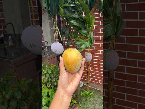 First mango of 2024 🥭#mango #mangoes #gardening #harvest #harvesting #shorts #shortsfeed #viral