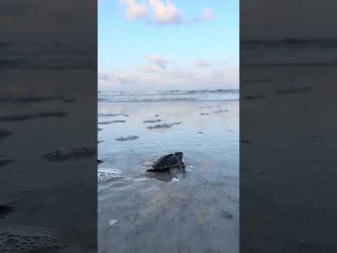 Just hatched BABY TURTLE going in to the ocean