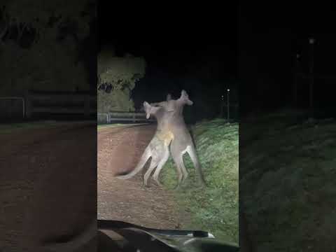 Kangaroo Breaks Up Mates Brawling - Ozzy Man Quickies