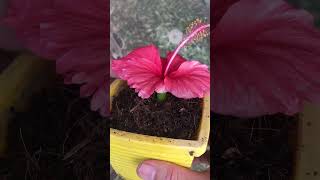 How to propagate Hibiscus by flower buds