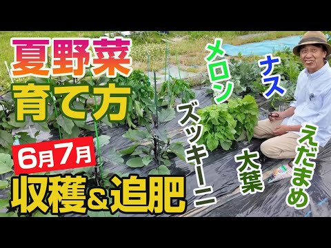 【夏野菜栽培6月7月】収穫＆追肥（大葉、枝豆、ズッキーニ、ナス、メロン）