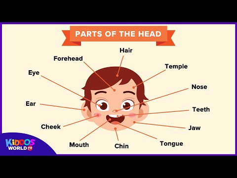 Parts of the Head for Kids Learning -  Parts of the Face Names