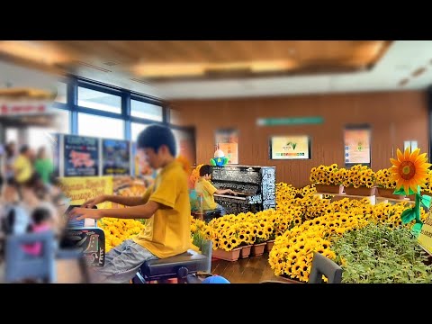 Taro Hakase’s "Himawari (Sunflower)" on the Piano Surrounded by Sunflowers