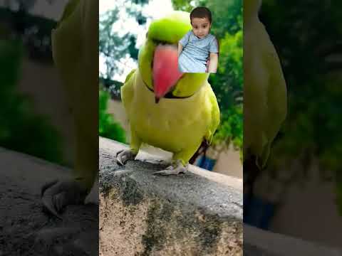 lovely Parrots🦜🦜 #shorts #parrot #explore #greenparrot