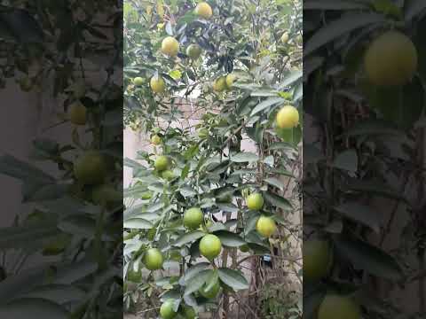 Close to Nature #trending #lemon #lemontree #viralshortsvideo#ytshorts #pakistan