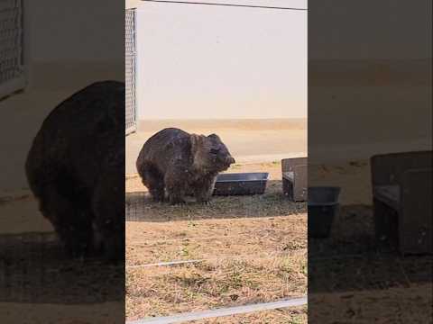 ウォンバット❤️ワインさん35歳🍷人間なら100歳越え🎊🐻🎉 #ウォンバット #おもしろ #動物 #五月山動物園