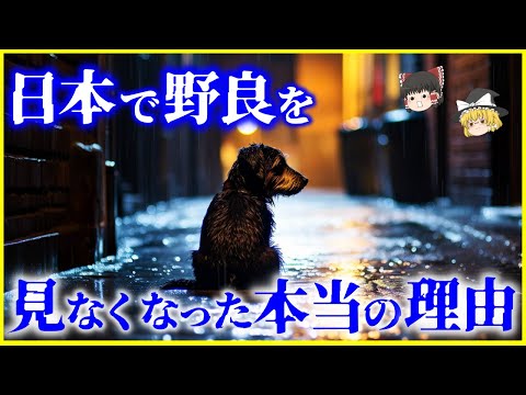 【ゆっくり解説】野良犬・野良猫はどこに行った？日本で「野良犬・野良猫」を見かけなくなった理由を解説/野犬と野良犬の違いは？猫の繁殖力の強さ