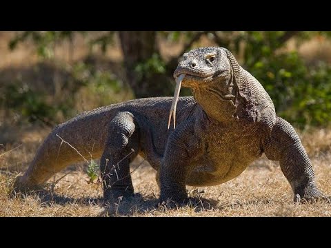 Small Comodo Dragon 🐉 on site | Scary 😱😱😱😱