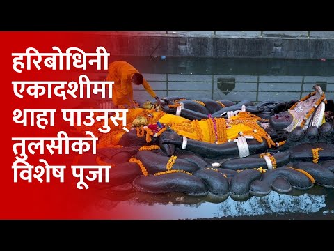 HARIBODHANI EKADASHI :- नारायण मन्दिरहरुमा दर्शनार्थीको घुइँचो | TULASI BIHE