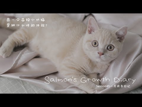 「Salmon」Salmon的成长日记 | 养一只乳色英短是什么体验？| 吸喵特辑 猫奴必看！| 小奶猫真的太可爱啦 | 治愈系视频 | Kitten Grows Up Diary