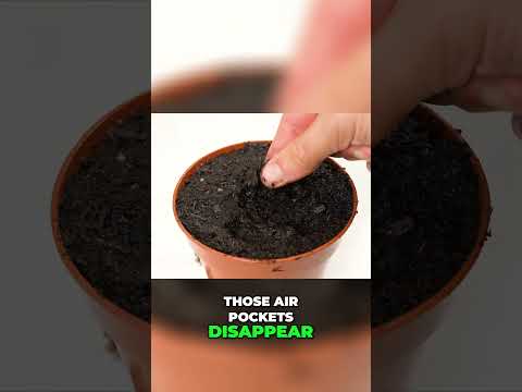 The Truth About Overwatering