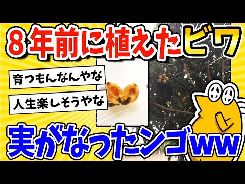 【2ch面白いスレ】8年前に給食で食べたビワの種、とうとう実がなって感動するwww