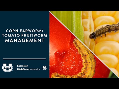 Corn Earworm/Tomato Fruitworm Management