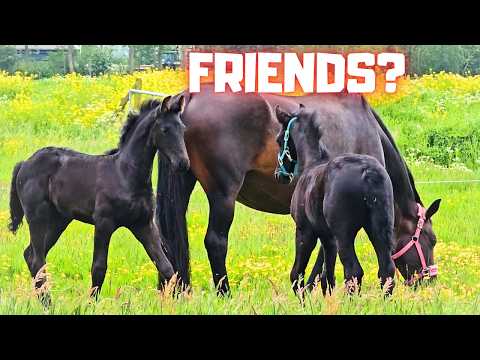 Will they be friends? They end up playing together | Friesian Horses