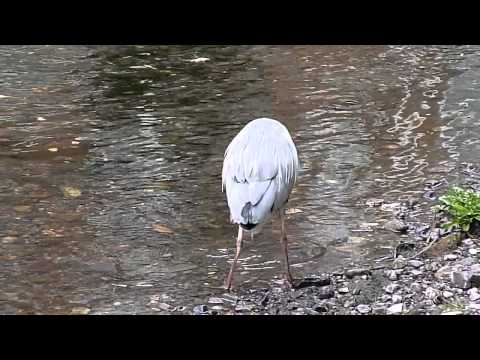 Heron eating an eel