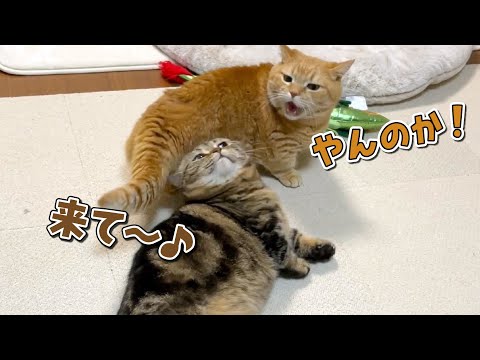 飼い主が見ていない時だけ行われる兄弟猫の謎の絡みが可愛すぎた！